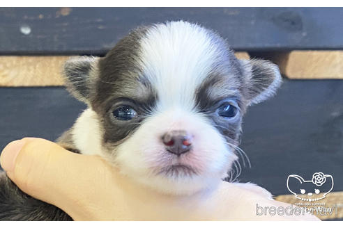 成約済の愛知県のチワワ(ロングコート)-208098